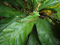 Anthurium crenatum