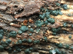 Vexillomyces