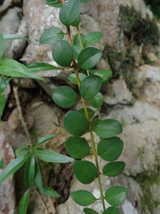 Oplonia spinosa