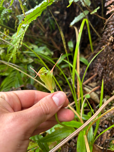 Pterostylis australis observed 2026-02-03