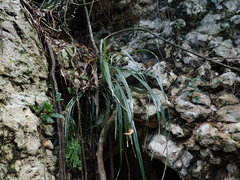 Pitcairnia angustifolia