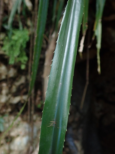Image of Pitcairnia angustifolia by (c) Daniel Cahen, some rights reserved (CC BY)