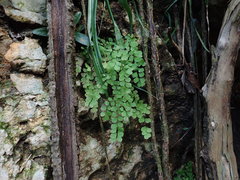 Adiantum fragile
