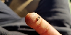 Melinopterus