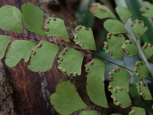 Image of Adiantum fragile by (c) Daniel Cahen, some rights reserved (CC BY)
