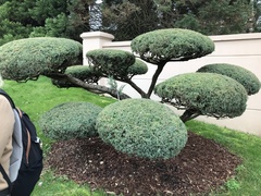 Juniperus chinensis