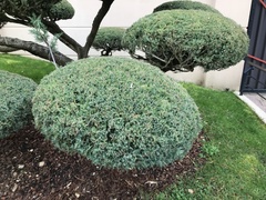 Juniperus chinensis