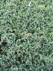 Juniperus chinensis
