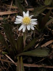 Endocellion sibiricum