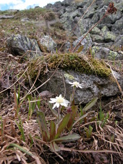 Endocellion sibiricum