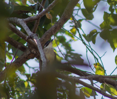 Pycnonotus sinensis hainanus