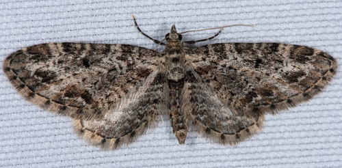 Eupithecia rotundopuncta photo 2
