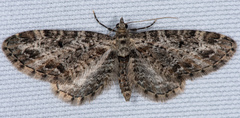 Eupithecia annulata