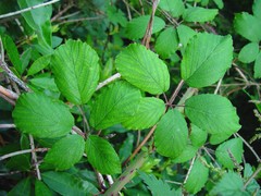 Rubus fuscicortex