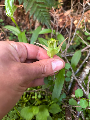 Pterostylis australis observed 2026-02-03