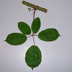 Rubus fuscicortex