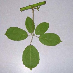 Rubus fuscicortex