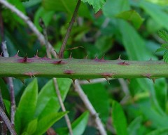Rubus fuscicortex