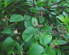 Rubus fuscicortex