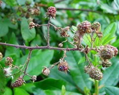 Rubus fuscicortex
