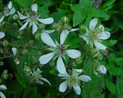 Rubus fuscicortex