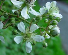 Rubus fuscicortex