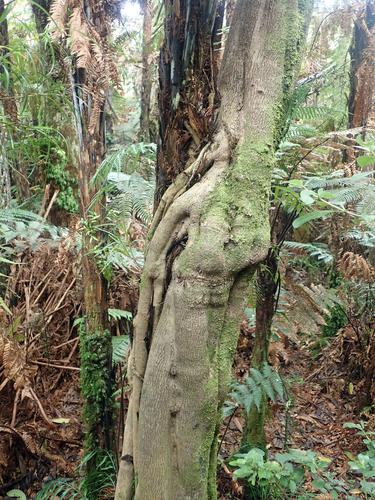 Pseudopanax chathamicus, photograph 4