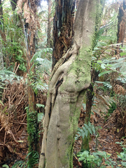 Pseudopanax chathamicus, photograph author not stated, no rights reserved