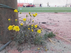 Senecio glaucus
