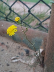 Senecio glaucus
