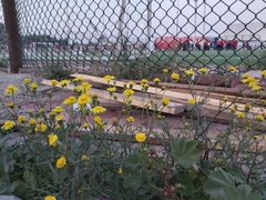 Senecio glaucus