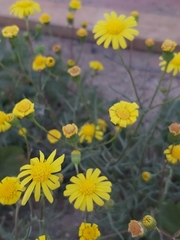 Senecio glaucus