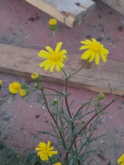 Senecio glaucus