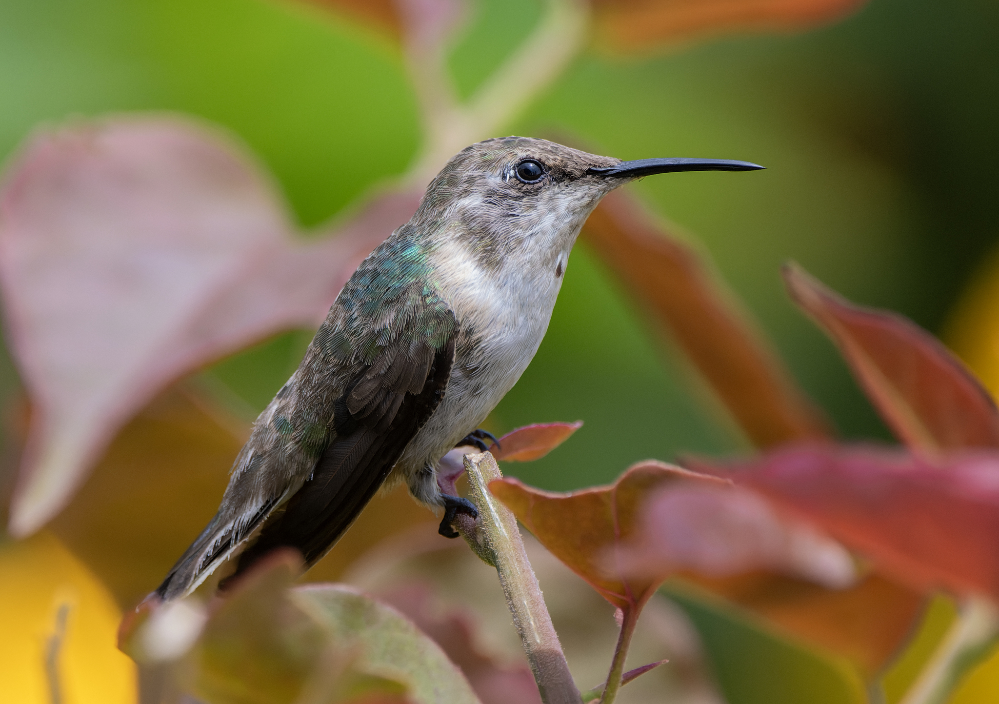 Peruvian Sheartail (Thaumastura cora), photo 4