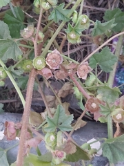 Malva parviflora