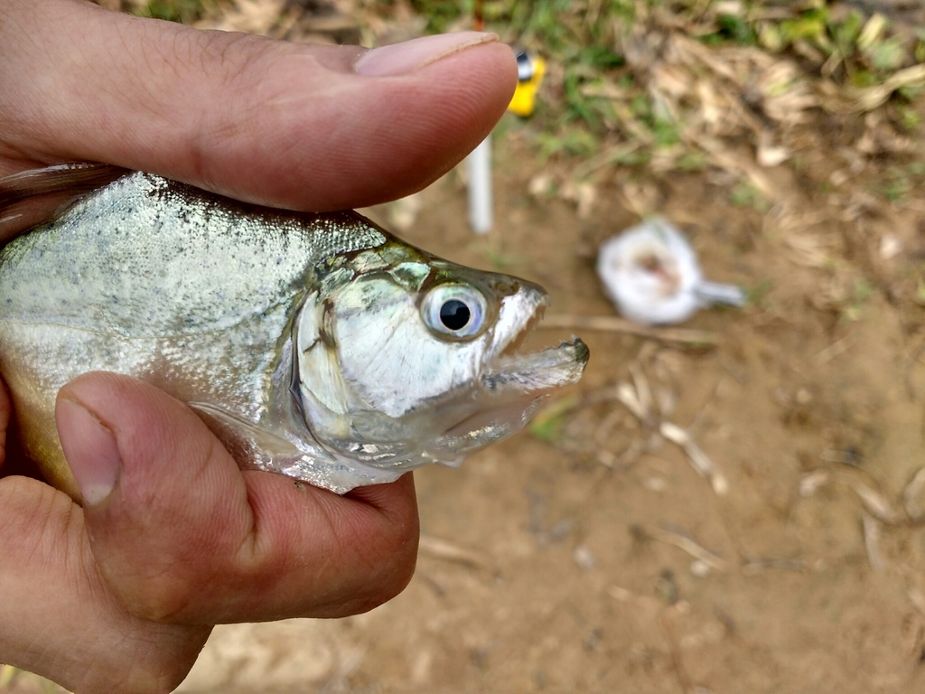 Spotted Piranha