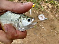 Serrasalmus marginatus