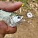 Spotted Piranha - Photo (c) Franco N. Fabre, some rights reserved (CC BY-NC-ND), uploaded by Franco N. Fabre
