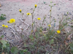 Senecio glaucus