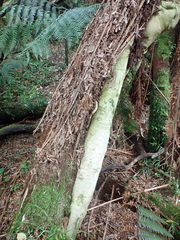 Pseudopanax chathamicus, photograph author not stated, no rights reserved