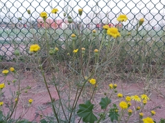 Senecio glaucus