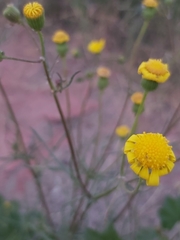 Senecio glaucus