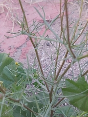 Senecio glaucus