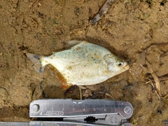 Serrasalmus marginatus