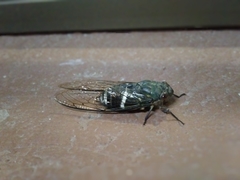 Chremistica guamusangensis