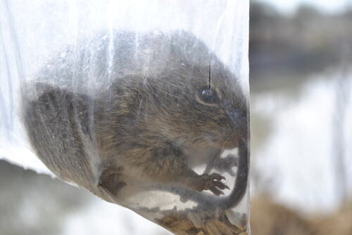 White-eared Cotton Rat