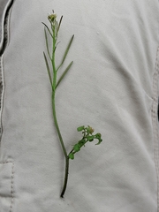 Cardamine hirsuta