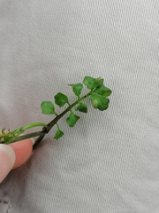 Cardamine hirsuta