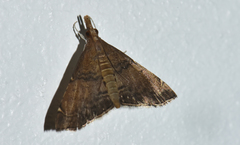 Diplopseustoides mineti
