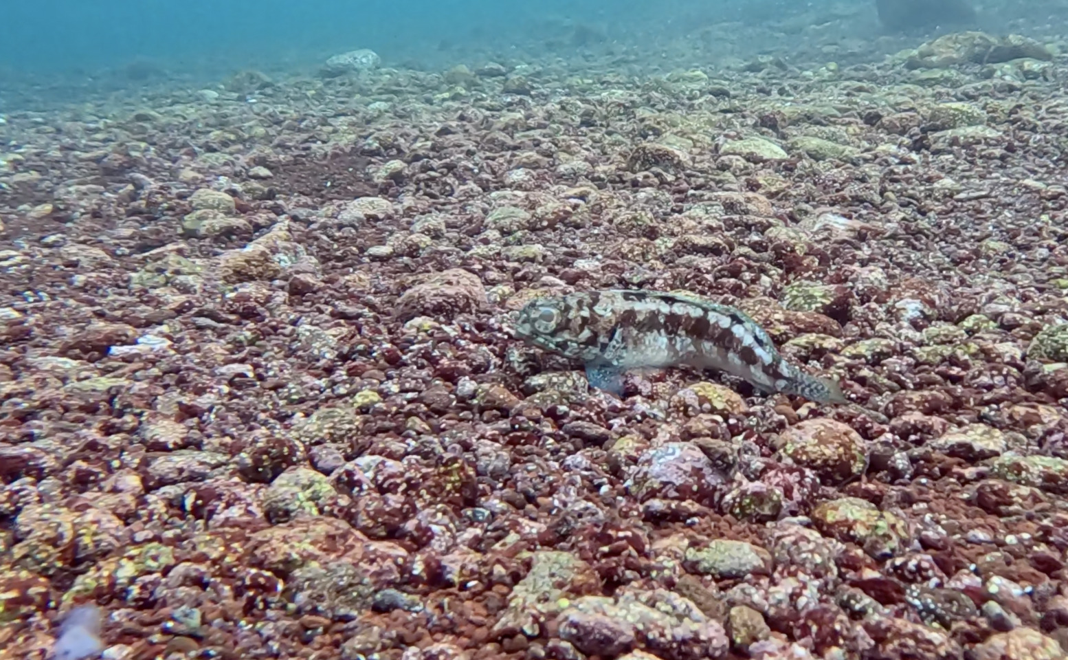 Galapagos Jawfish